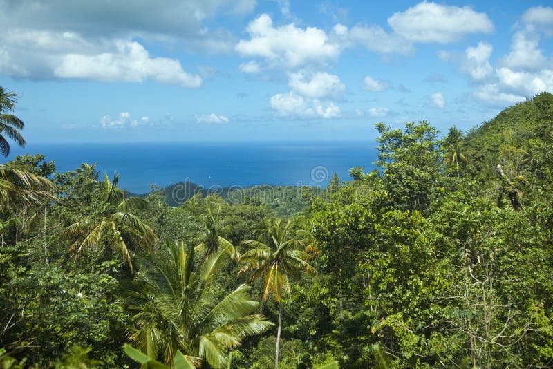 Floresta tropical e oceano imagem de stock Floresta tropical e oceano imagem de stock