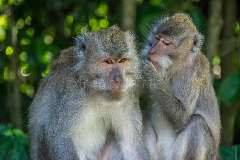 Fotos de Macaco sorrindo, Imagens de Macaco sorrindo sem royalties