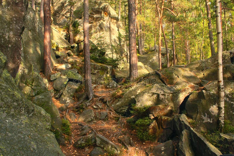 Green forest and sun-light. Green forest and sun-light.