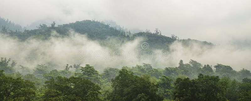 Floresta verde com névoa no panorama das montanhas