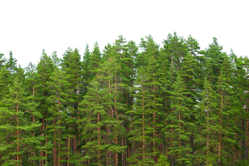 A floresta verde de pinheiros no horizonte está isolada.