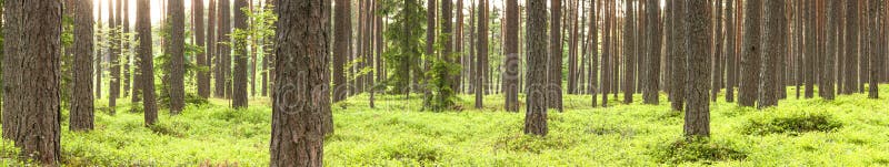 Floresta verde do pinheiro no verão fotografia de stock Floresta verde do pinheiro no verão fotografia de stock