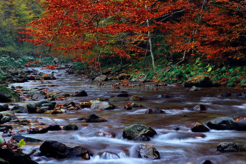 Florestas de outono com árvores amarelas folhagem e rochas fotografia de stock