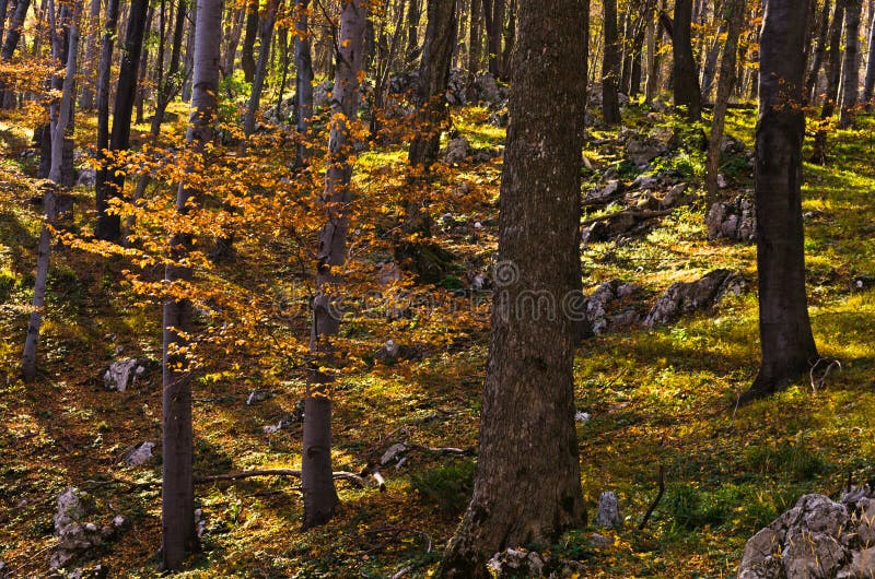 Florestas internas do parque nacional de Djerdap na montanha de Miroc em um dia ensolarado da queda foto de stock Florestas internas do parque nacional de Djerdap na montanha de Miroc em um dia ensolarado da queda foto de stock