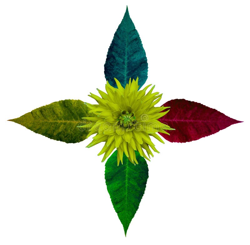 Floresça a composição da dália e da folha da árvore no fundo isolado branco com trajeto de grampeamento foto de stock Floresça a composição da dália e da folha da árvore no fundo isolado branco com trajeto de grampeamento foto de stock