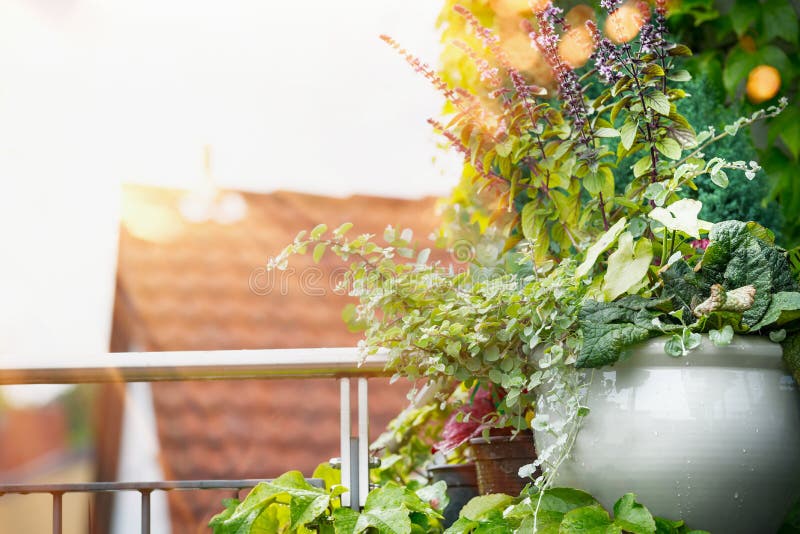 Flower Planter on balcony or terrace in sunset light. Urban container gardening, flowers patio pot ideas. Flower Planter on balcony or terrace in sunset light. Urban container gardening, flowers patio pot ideas