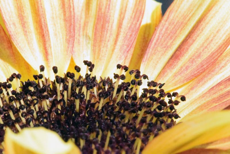 Florets do girassol macro na luz solar imagens de stock Florets do girassol macro na luz solar imagens de stock