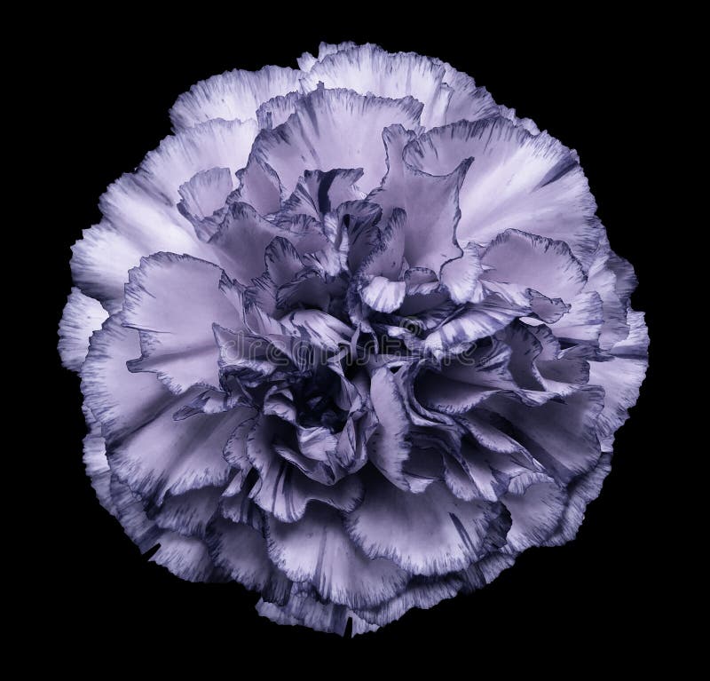 Florezca el clavel violeta-blanco en el fondo aislado negro con la trayectoria de recortes primer Ningunas sombras Para el diseño imagen de archivo libre de regalías Florezca el clavel violeta-blanco en el fondo aislado negro con la trayectoria de recortes primer Ningunas sombras Para el diseño imagen de archivo libre de regalías