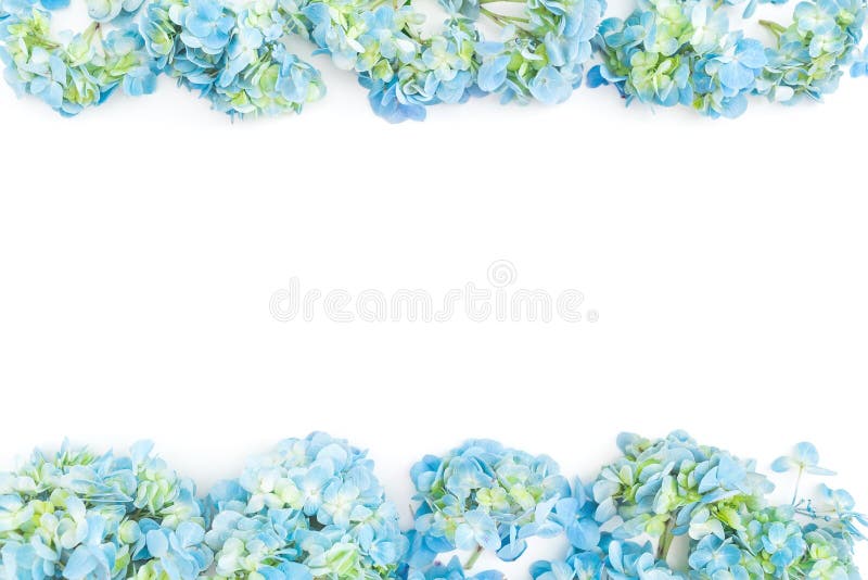 Florezca el marco de la frontera de las flores azules de la hortensia en el fondo blanco Endecha plana, visión superior Fondo flo imagen de archivo libre de regalías