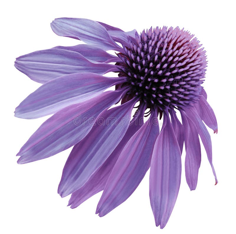 Flower purple Chamomile on a white isolated background with clipping path. Daisy purple for design. Closeup no shadows. Nature. Flower purple Chamomile on a white isolated background with clipping path. Daisy purple for design. Closeup no shadows. Nature.