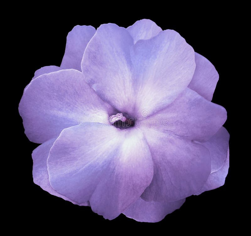 Florezca las violetas púrpura-azules en el fondo aislado negro con la trayectoria de recortes ningunas sombras Primer para el dis imagen de archivo Florezca las violetas púrpura-azules en el fondo aislado negro con la trayectoria de recortes ningunas sombras Primer para el dis imagen de archivo