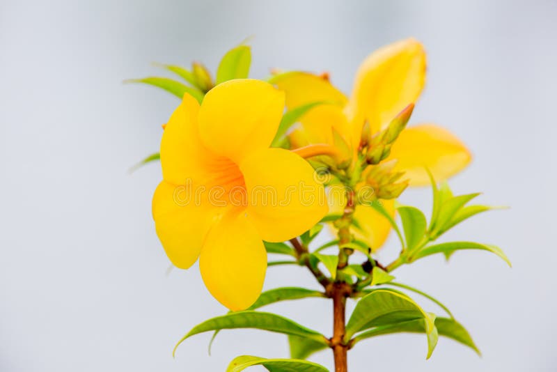 Florezca, vid de trompeta de oro, campana amarilla (el cathartica del Allamanda) imágenes de archivo libres de regalías Florezca, vid de trompeta de oro, campana amarilla (el cathartica del Allamanda) imágenes de archivo libres de regalías