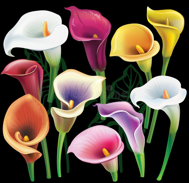 Flori calorice setate în culori diferite stock illustration