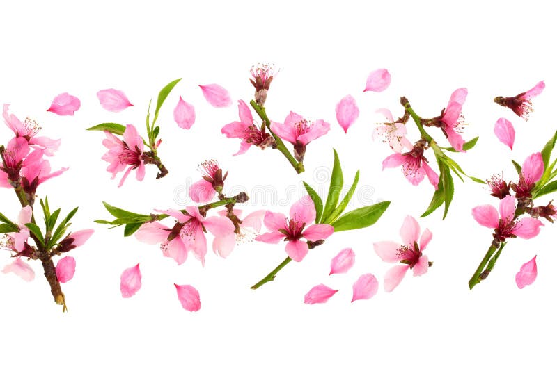 Flori de cireșe sakura izolate pe fond alb cu spațiu pentru copii pentru textul dvs.. vizualizare sus. tipar plat stock image
