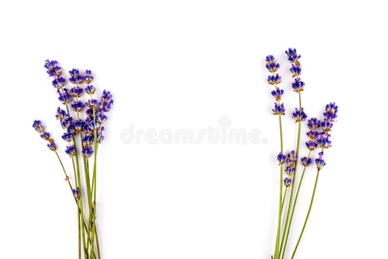 Flori de lavandă izolate pe fond alb. închidere. spațiu pentru text stock photography