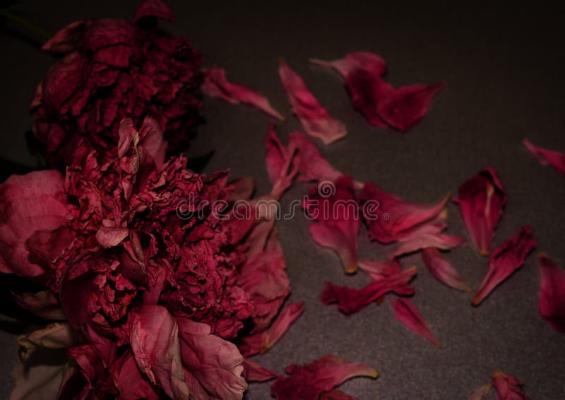 Flori funerare. două pepene ofilit. compoziție florală închisă. royalty free stock image