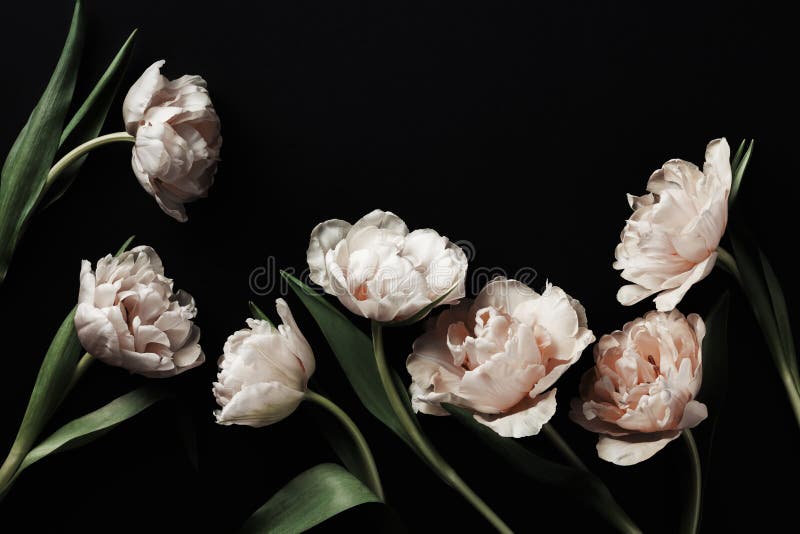 Flori roz de peony roz frumoase pe fond negru. compoziția florală royalty free stock images