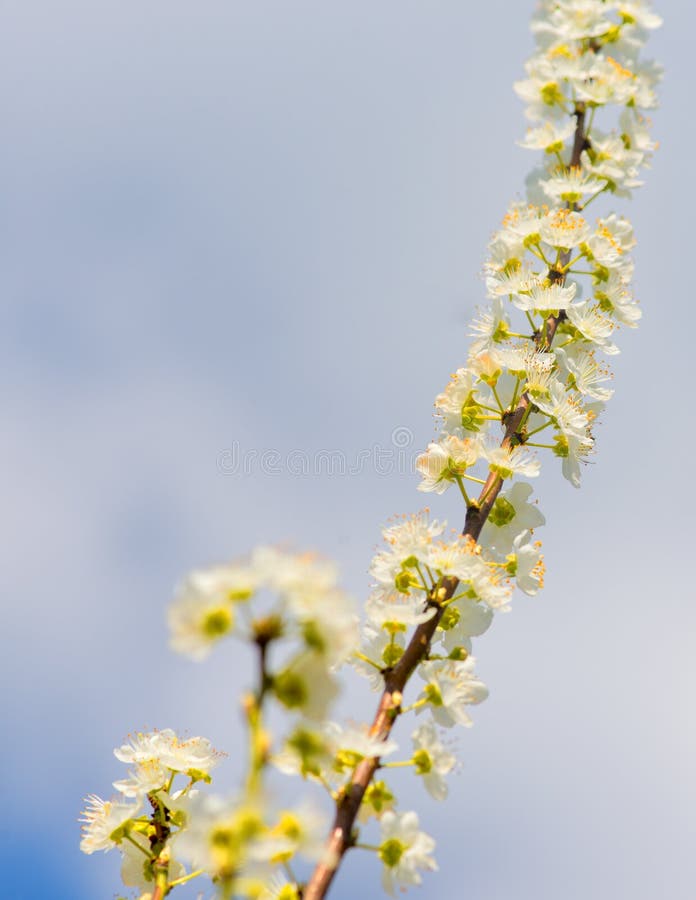 Flori înflorind mirabelle. fond floral stock images