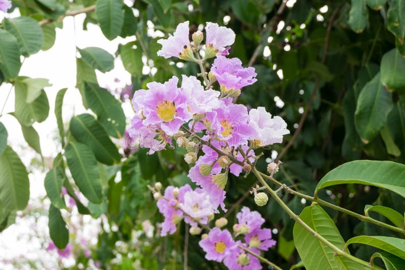 Floribunda Lagerstroemia ή ταϊλανδικό myrtle υφάσματος κρεπ, δέντρο με την πορφύρα στοκ εικόνα Floribunda Lagerstroemia ή ταϊλανδικό myrtle υφάσματος κρεπ, δέντρο με την πορφύρα στοκ εικόνα