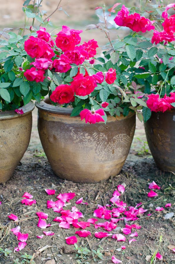 Floribundas rose in pot stock photo. Image of bloom, soil 46742996
