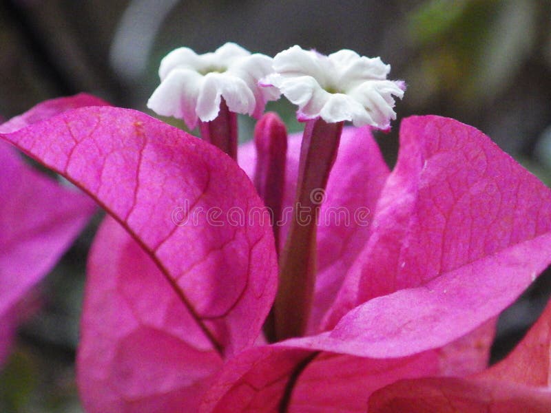 Closeup of the white flowers surrounded by purplish-red bracts distinctive of bougainvillea. Closeup of the white flowers surrounded by purplish-red bracts distinctive of bougainvillea