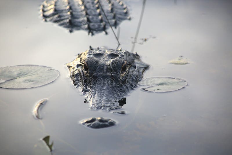 Florida alligator in water
