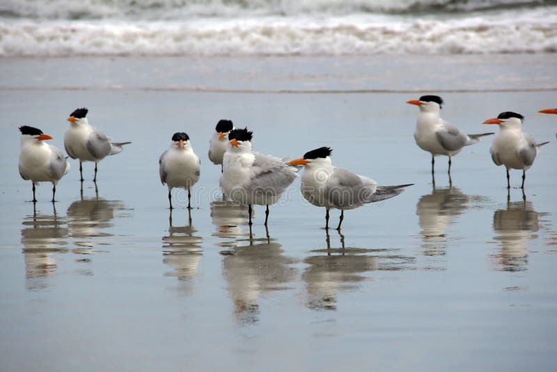 On a Florida beach, this gathering of spiky black haired birds sticks their feet in the reflective water on the shoreline. On a Florida beach, this gathering of spiky black haired birds sticks their feet in the reflective water on the shoreline.