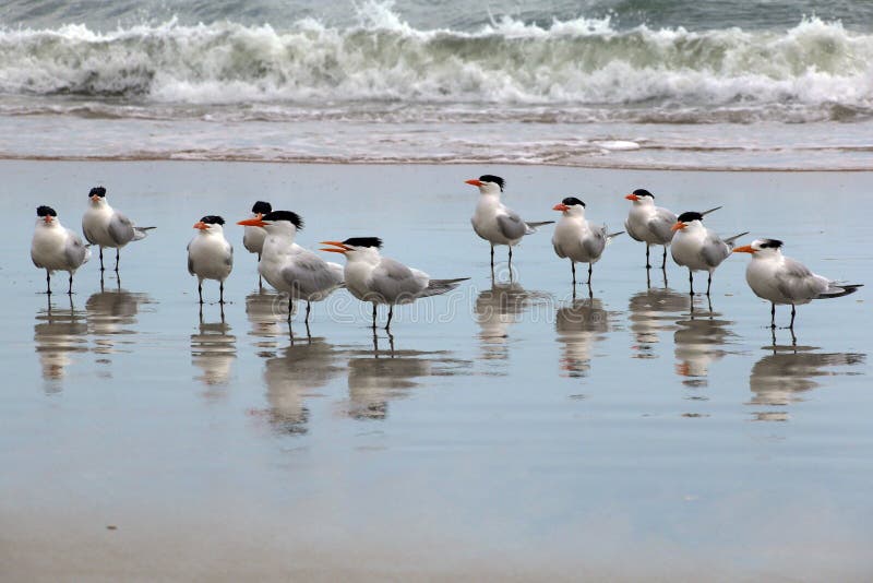 On a Florida beach, this gathering of spiky black haired birds sticks their feet in the reflective water on the shoreline. On a Florida beach, this gathering of spiky black haired birds sticks their feet in the reflective water on the shoreline.