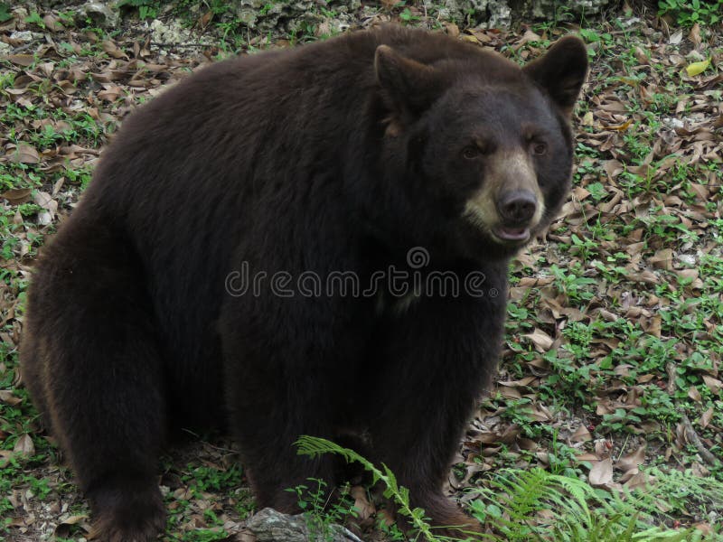 Florida Bear stock image. Image of furry, florida, sitting 97919489