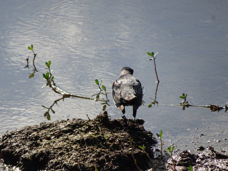 Florida black bird in the marsh royalty free stock photos