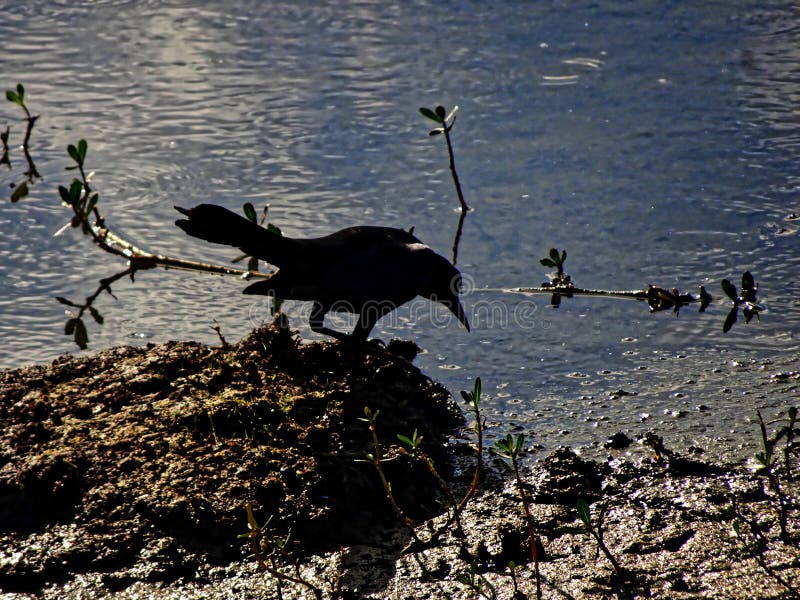 Florida black bird in the marsh royalty free stock photos