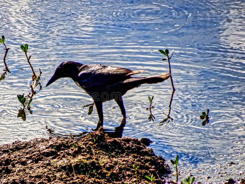 Florida black bird in the marsh royalty free stock photos