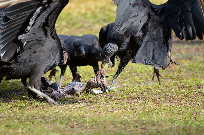 Florida: Black Vultures with Armadillo Carrion