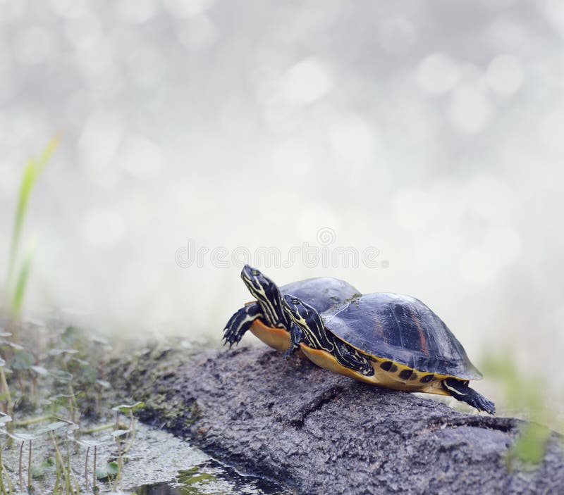 Florida Turtles royalty free stock photo