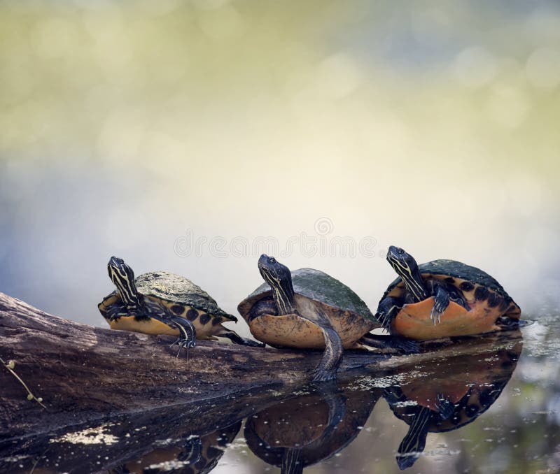 Florida Turtles On A Log stock photos