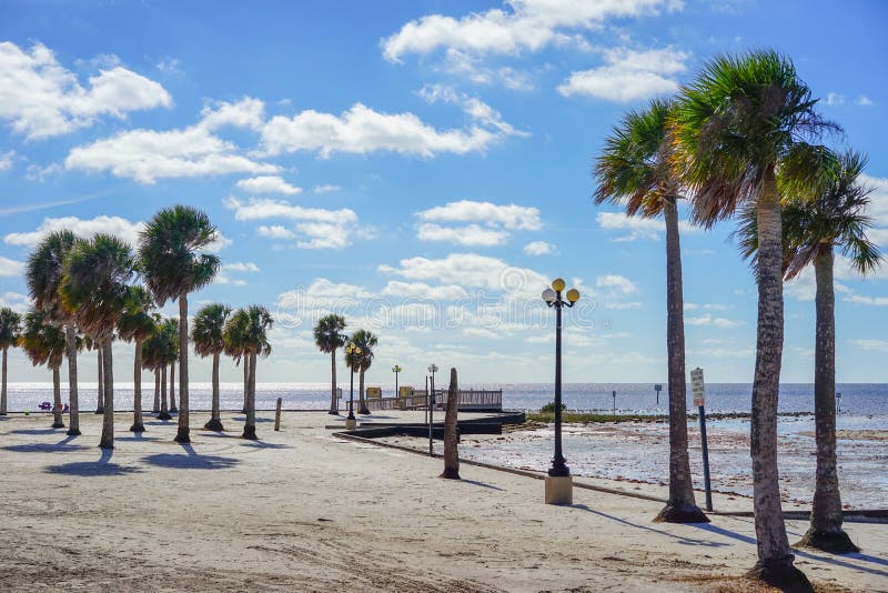 Florida Hernando Beach Tree Stock Image Image of nature, diver 80101275
