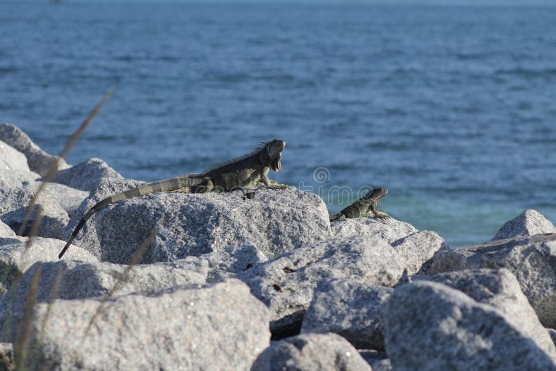 Key West iguana stock image. Image of ancient, iguana 54650285