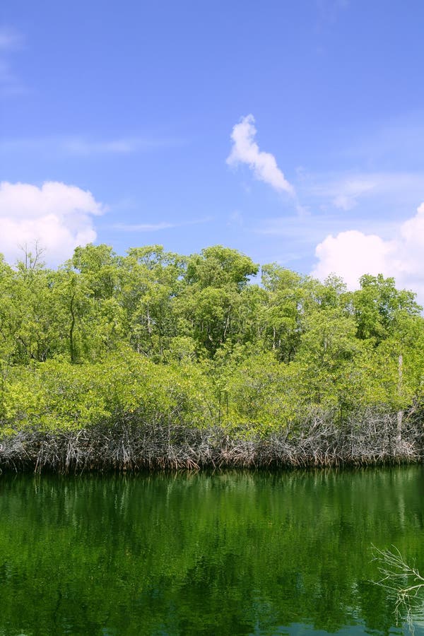 Florida imposta l'acqua di verde del particolare del mangroove fotografia stock