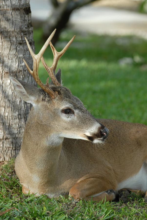 Florida Key Deer