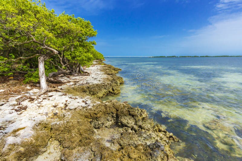 Florida Keys Frigate Birds Stock Photos Free & RoyaltyFree Stock