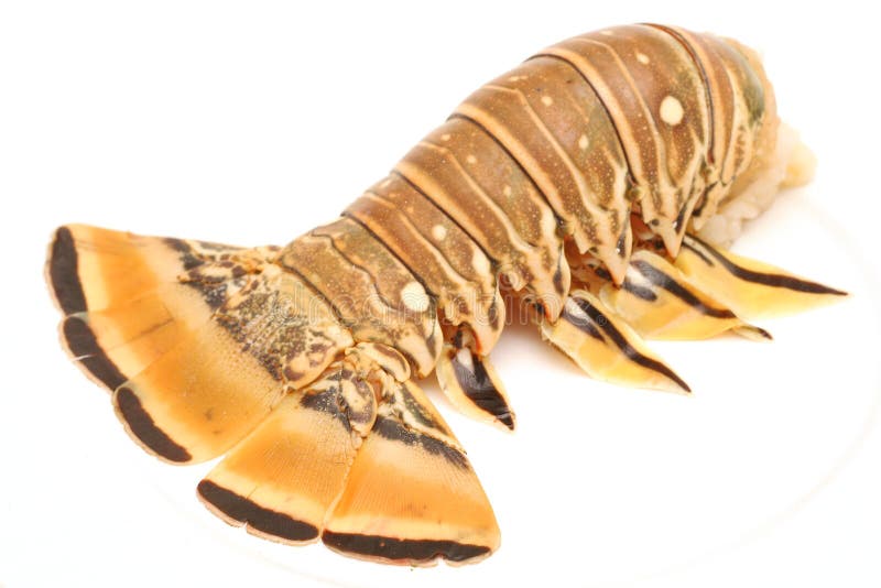 Spiny Lobster with Dive Gear Stock Photo Image of antennae