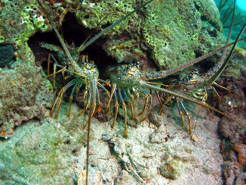 Florida Lobsters stock photo. Image of water, underwater 11889508