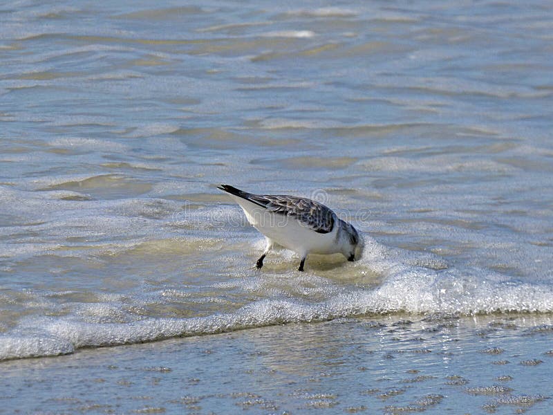 Florida madeirastrand, en beckasin söker mat på kusten arkivfoton Florida madeirastrand, en beckasin söker mat på kusten arkivfoton