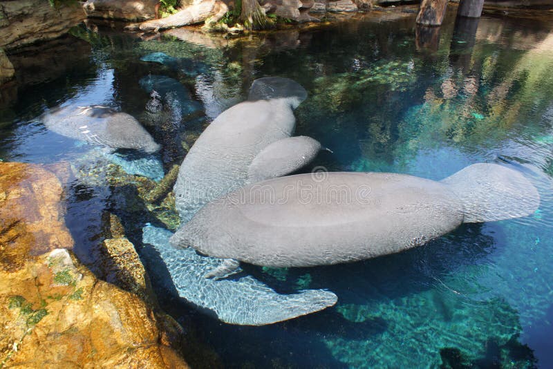 Florida Manatee - Trichechus manatuslatirostris royaltyfri bild Florida Manatee - Trichechus manatuslatirostris royaltyfri bild