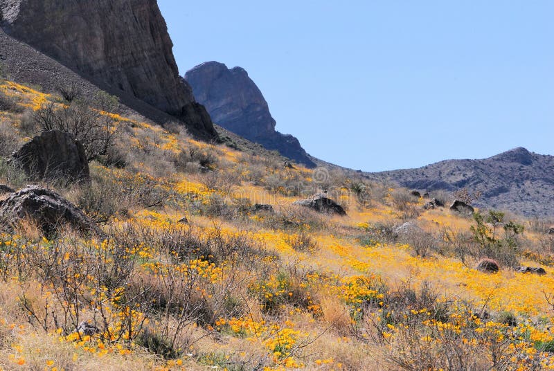 Mexican poppy field stock image. Image of poppies, panorama 4586865