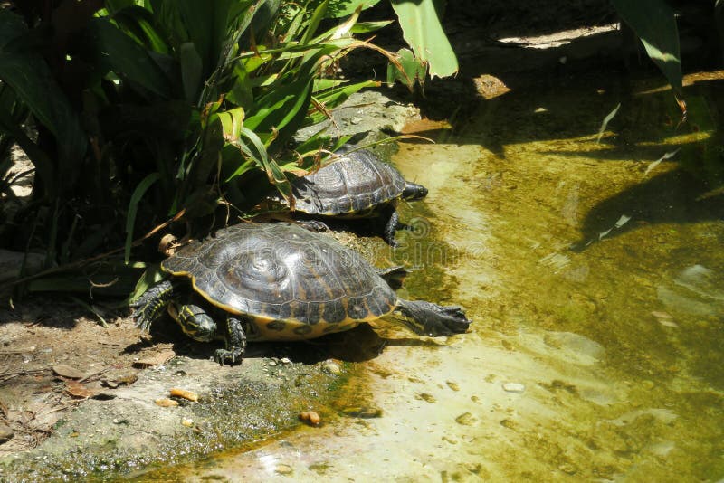 Freshwater Turtle on the Shore in Florida Stock Image Image of