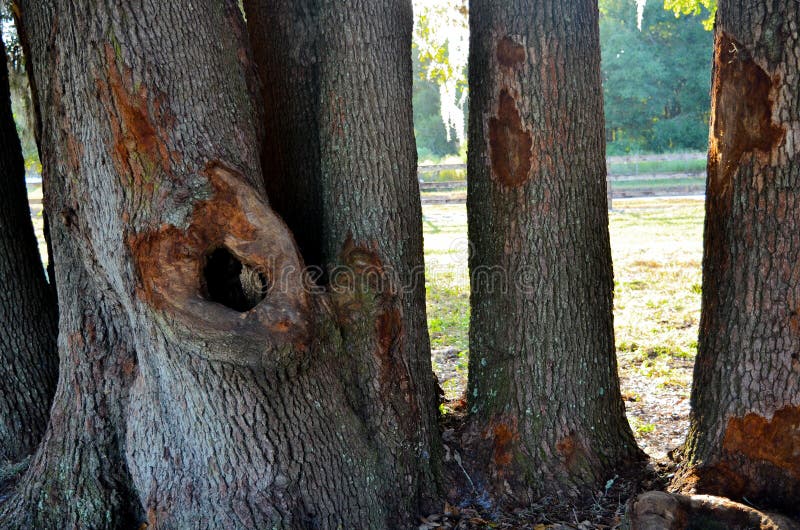 Florida Oak Trees Chewed On By A Horse stock photography Florida Oak Trees Chewed On By A Horse stock photography