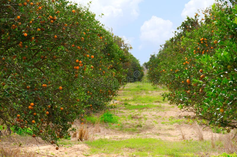 Florida Orange Grove with Ripe Oranges Stock Image Image of natural