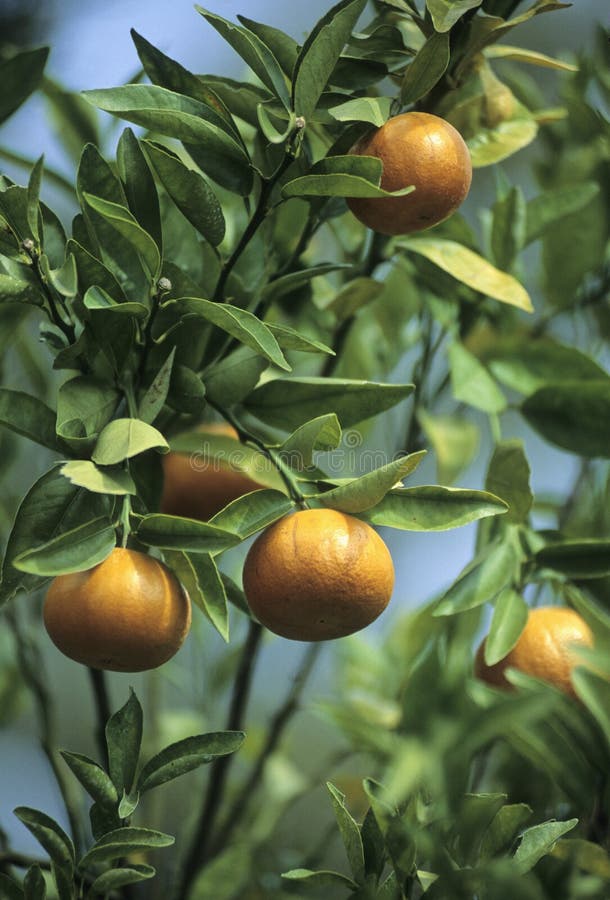 Florida Oranges stock photo. Image of agricultural, america 4109220