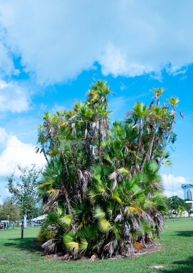 Florida Palm Tree Stock Photos Download 16,312 Royalty Free Photos